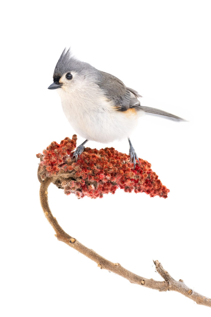 A white and grey small bird standing on a branch with a red flower-like growth, the background is completely white. Jake Lewin