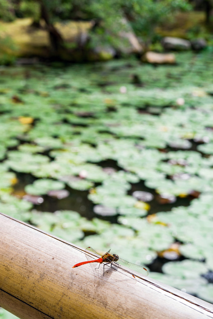 Red dragonfly on a wooden handrail, in the background a pond with lily leaves floating on top