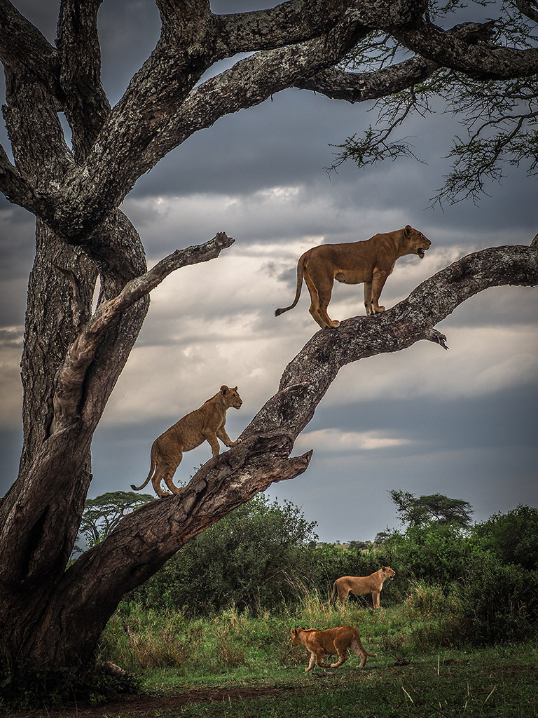 lionesses surrounding and in a tree on look out eisa maestro international public choice winner