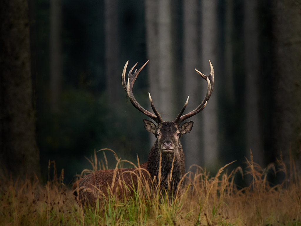 stag amongst long grass