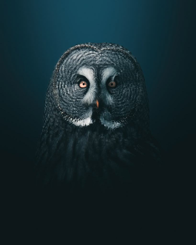 owl portrait 