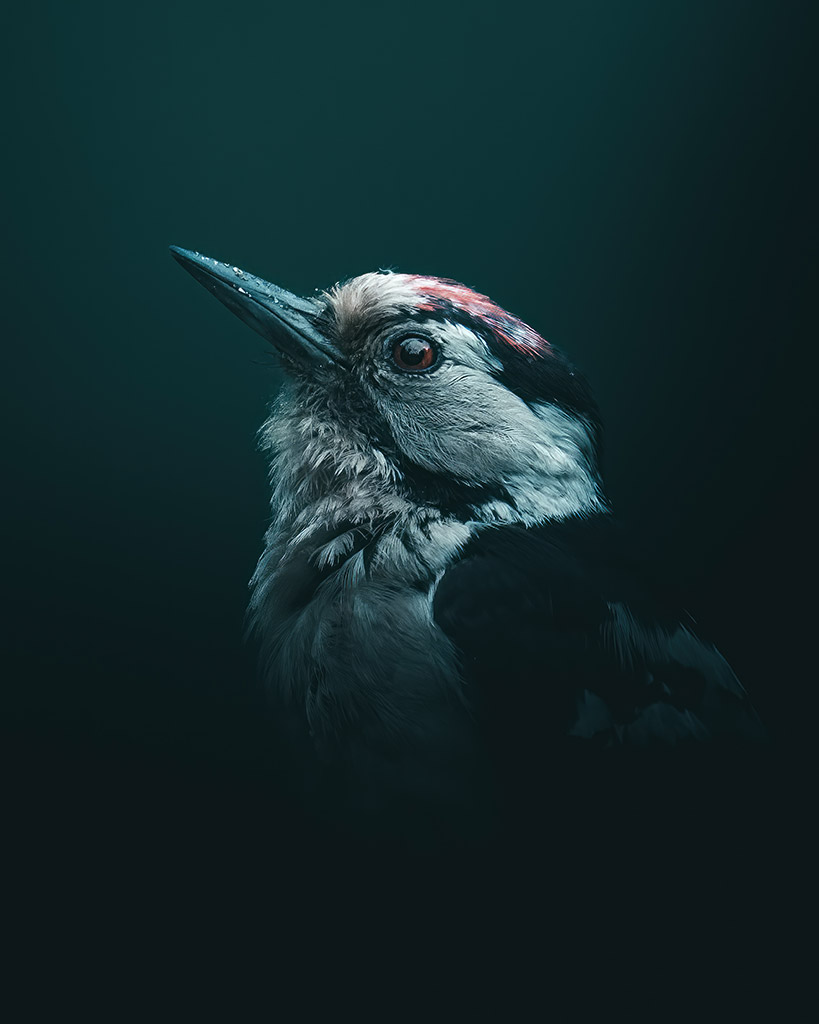 woodpecker portrait 