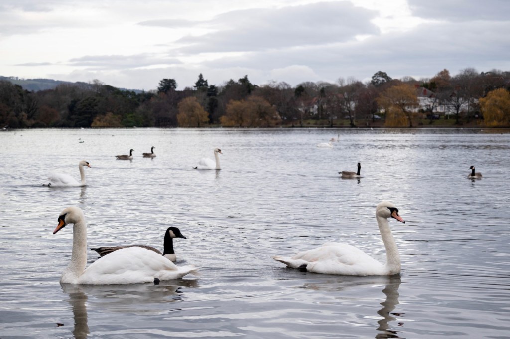 Nikon Nikkor Z DX 50-250mm f/4.5-6.3 VR sample image,swans and other birds on a lake