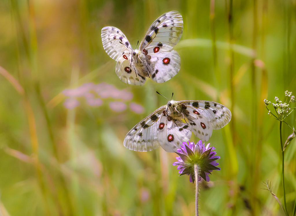 white butterfly with red spot in flight from weed