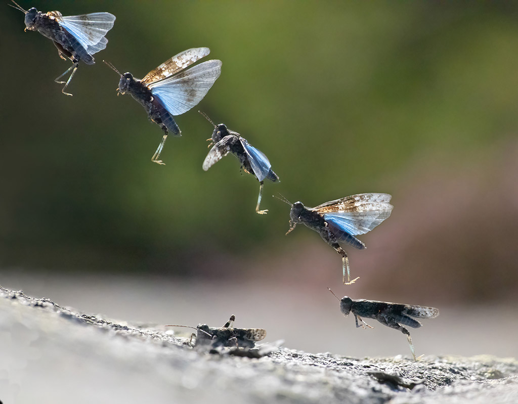 blue coloured fly in flight from logs