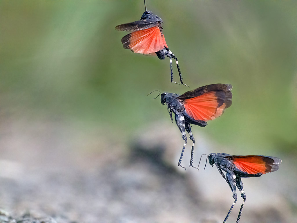 red winged insect in flight eisa maestro international third place winner