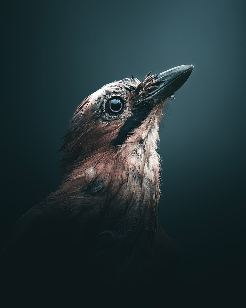 bird portrait with cool blue background