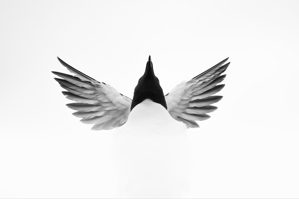 black and white image of a bird in flight, photographed from right below, Rachel Bigsby