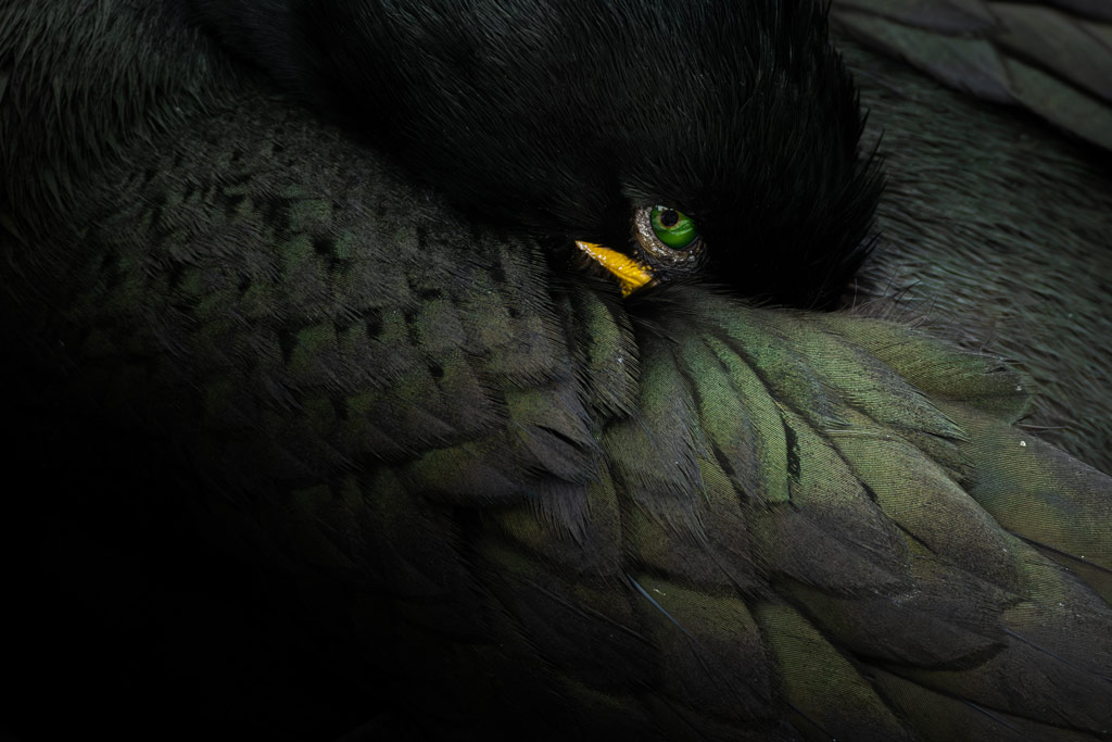 Close up of a birds green eye, and small part of its yellow beak surrounded by black feathers with an iridescent green hue. Rachel Bigsby