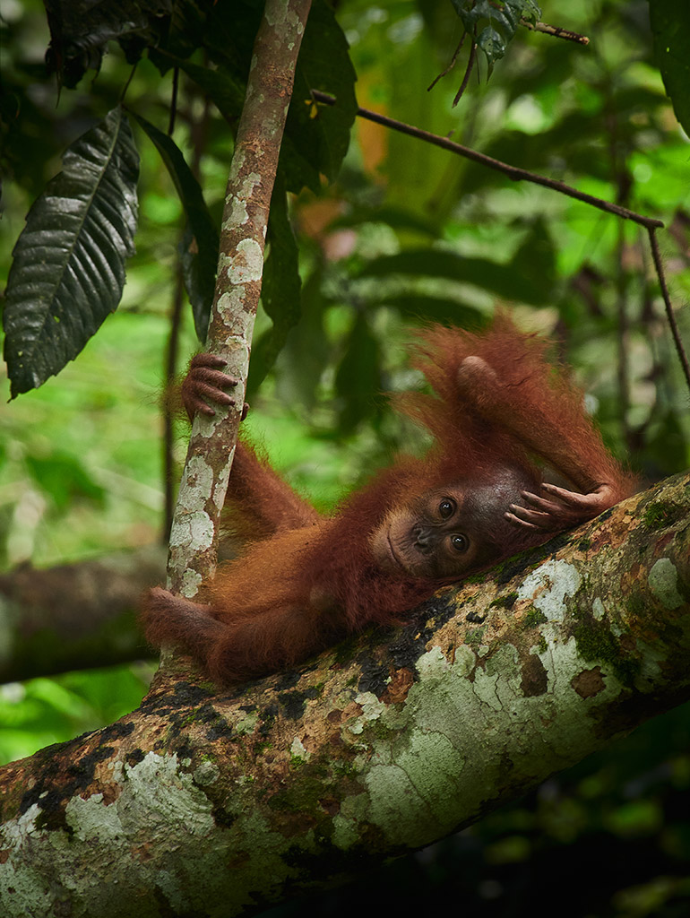 young orangutan lying on a tree branch eisa maestro international public choice winner