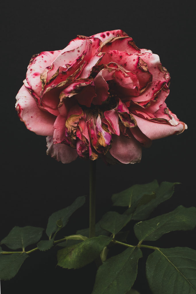 Drying pink rose against a black background