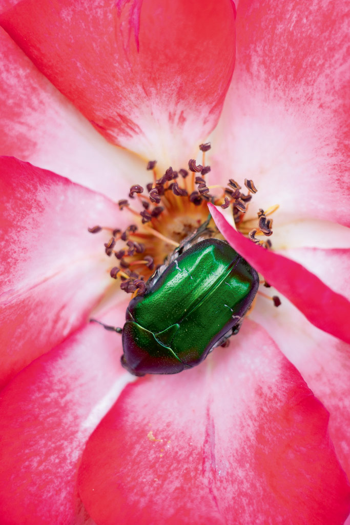 green scarab in the middle of a pink rose