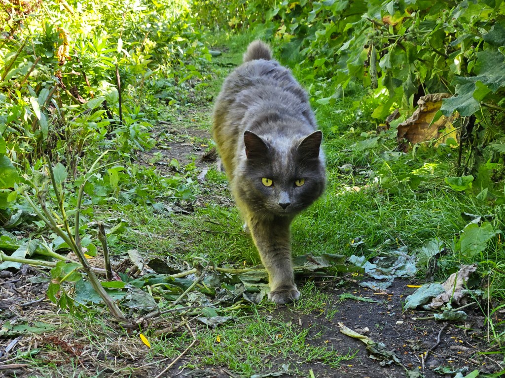 Cat. Telephoto shot with the S23 Plus. Photo Joshua Waller