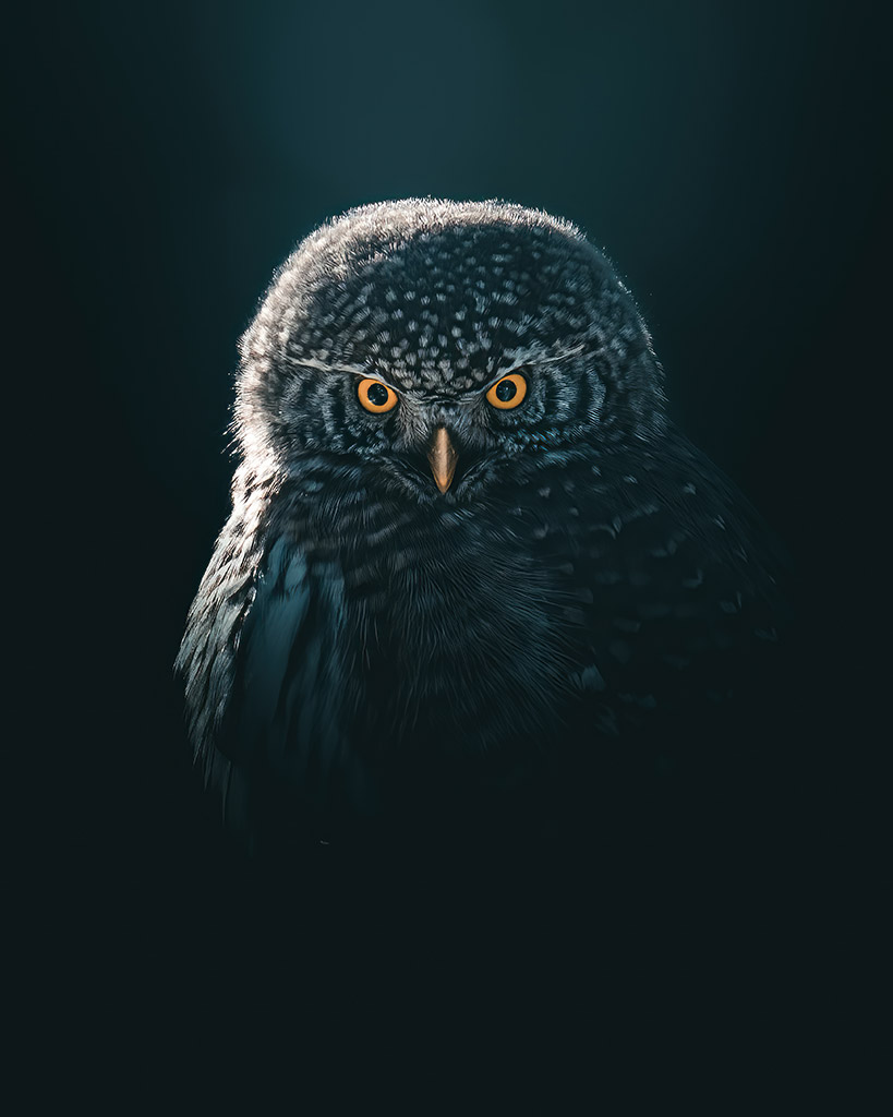 owl portrait with amber eyes and cool blue background eisa maestro international winner
