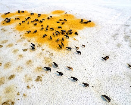 Survival Of Buffaloes In Drought, Md Shafiul Islam (2023)