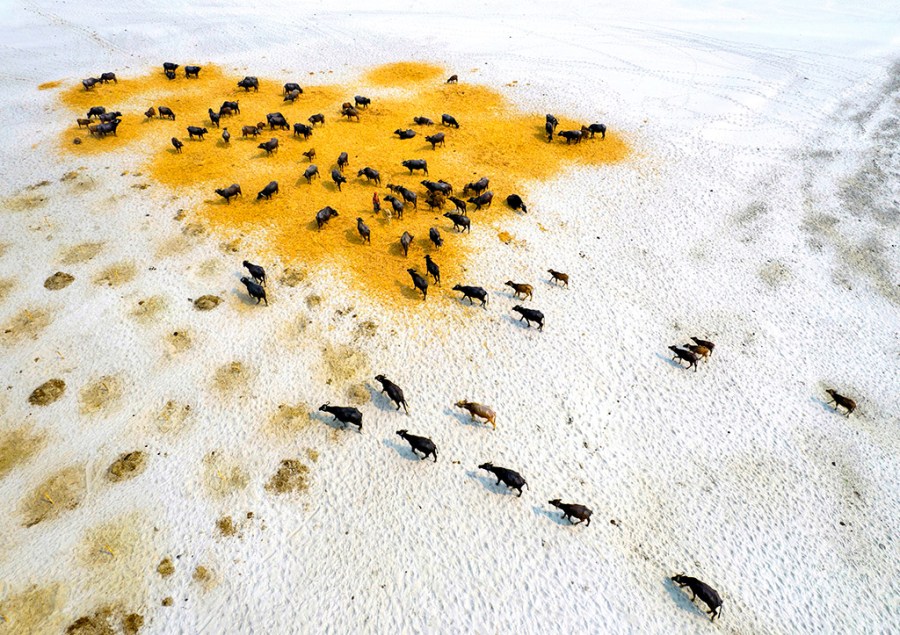 Survival Of Buffaloes In Drought, Md Shafiul Islam (2023)
