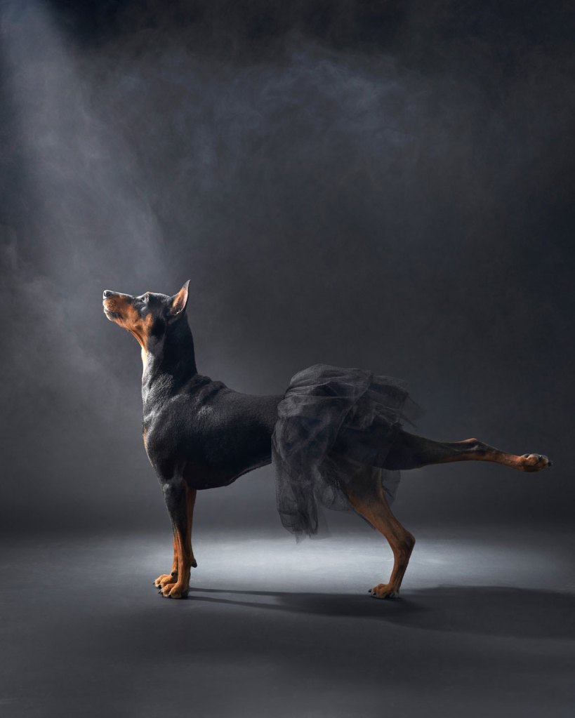 Dog Photography Awards 2023 winner, Ballerina by Anna Averianova