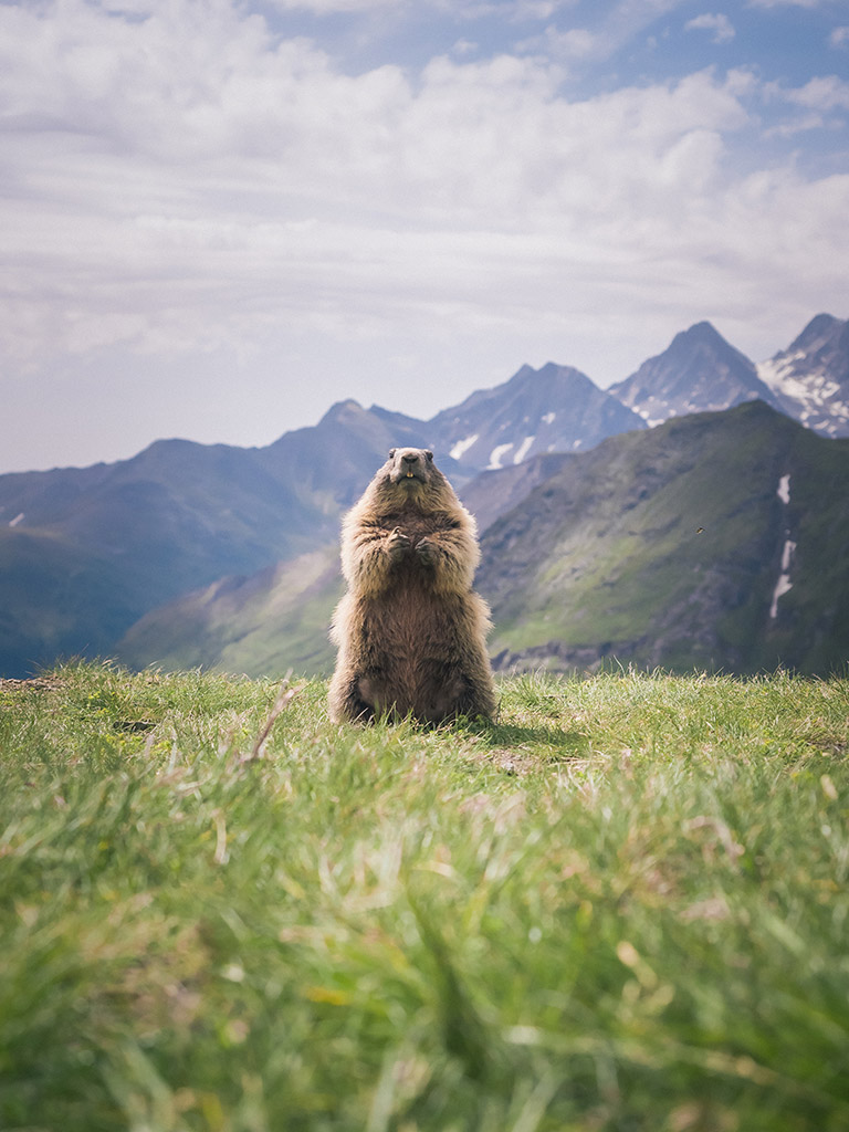 marmot stood in the grass for a portrait eisa maestro international public choice winner