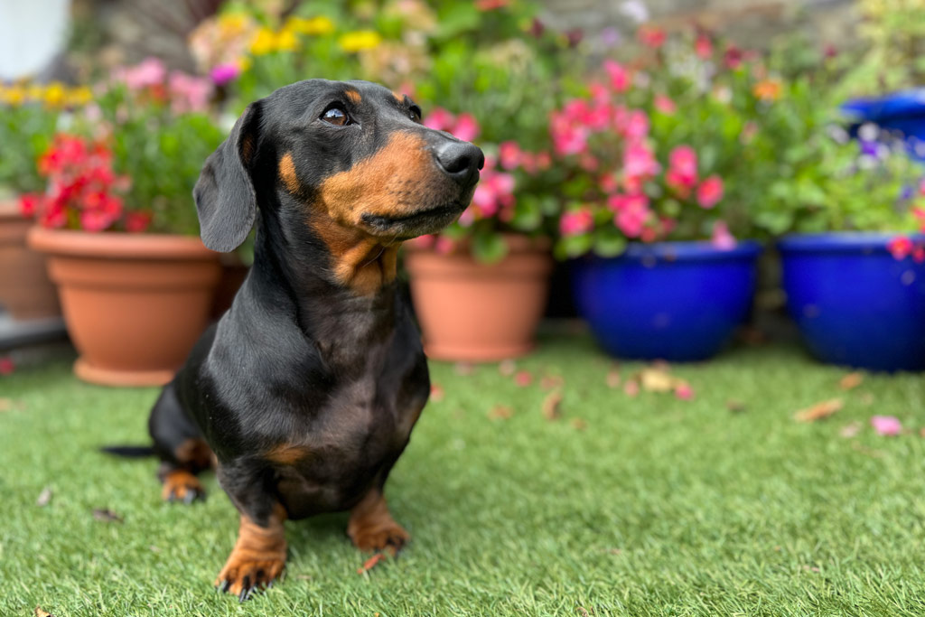 Dachshund dog in a garden, photographed against flower pots