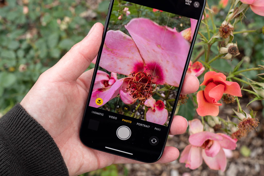 iPhone photography tips. iPhone in hand, macro mode in native camera app activated, displaying a pink rose, the same scene showing in the background