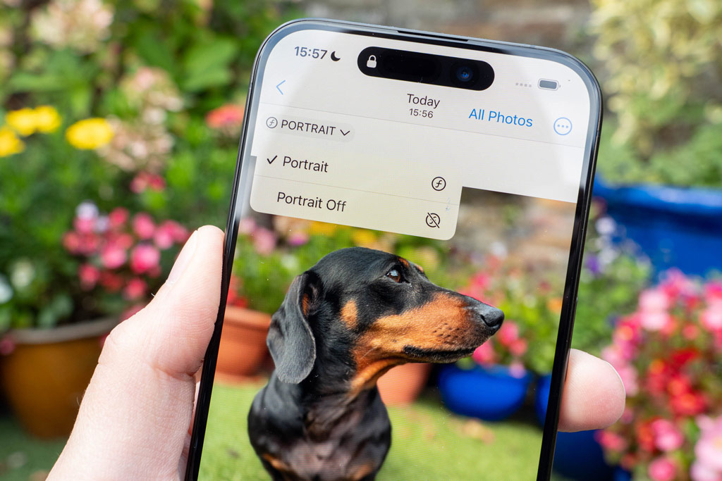 iPhone photography tips. iPhone native camera app portrait mode switch, image of Dachshund dog 