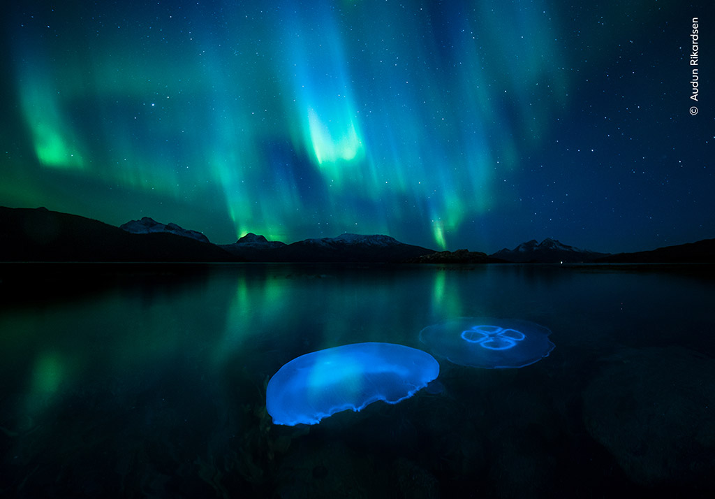 Aurora Jellies by Audun Rikardsen, Norway jellyfish at night wildlife photographer of the year public vote