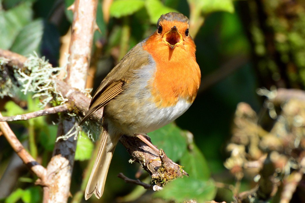 Nikon D800 sample image, A robin sings on a branch, surrounded by green leaves