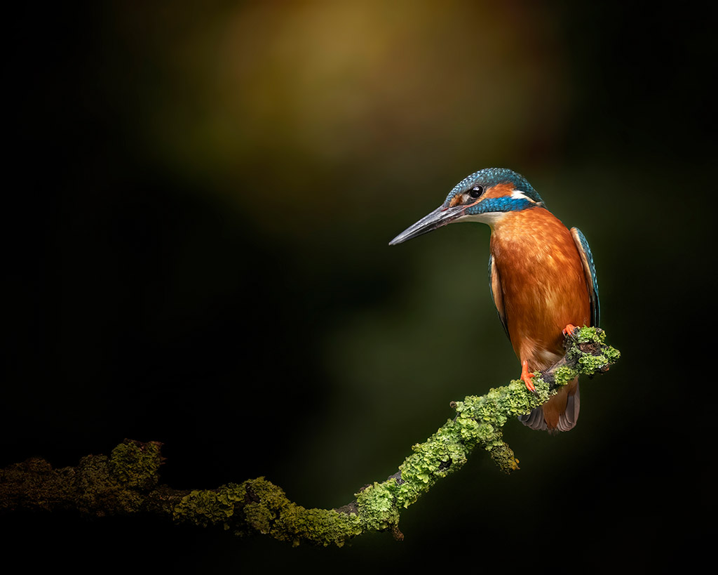 kingfisher perched on a branch photographs of 2023