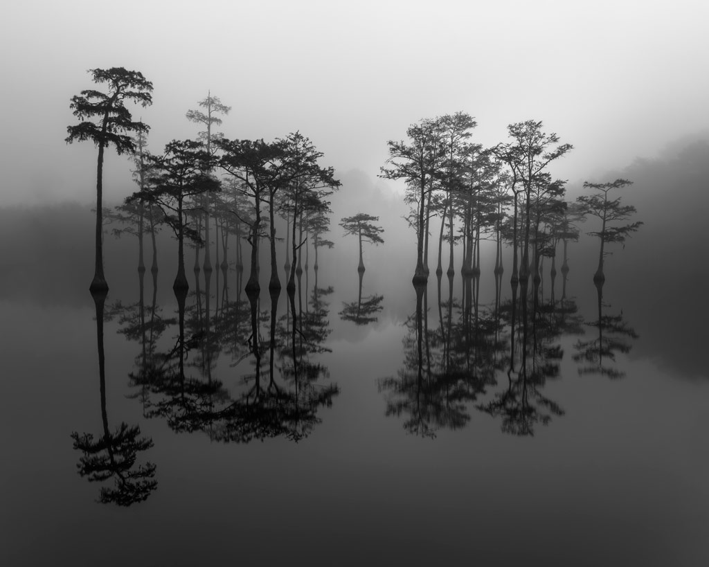 tall slim trees growing in a lake reflected on the surface of the still water. International Landscape Photographer of the Year 2023 competition
