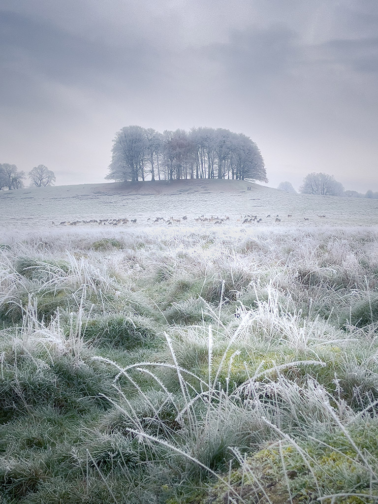 Petworth Deer Park in West Sussex, on a very cold December’s morning giles smith iphone 12 pro max photo