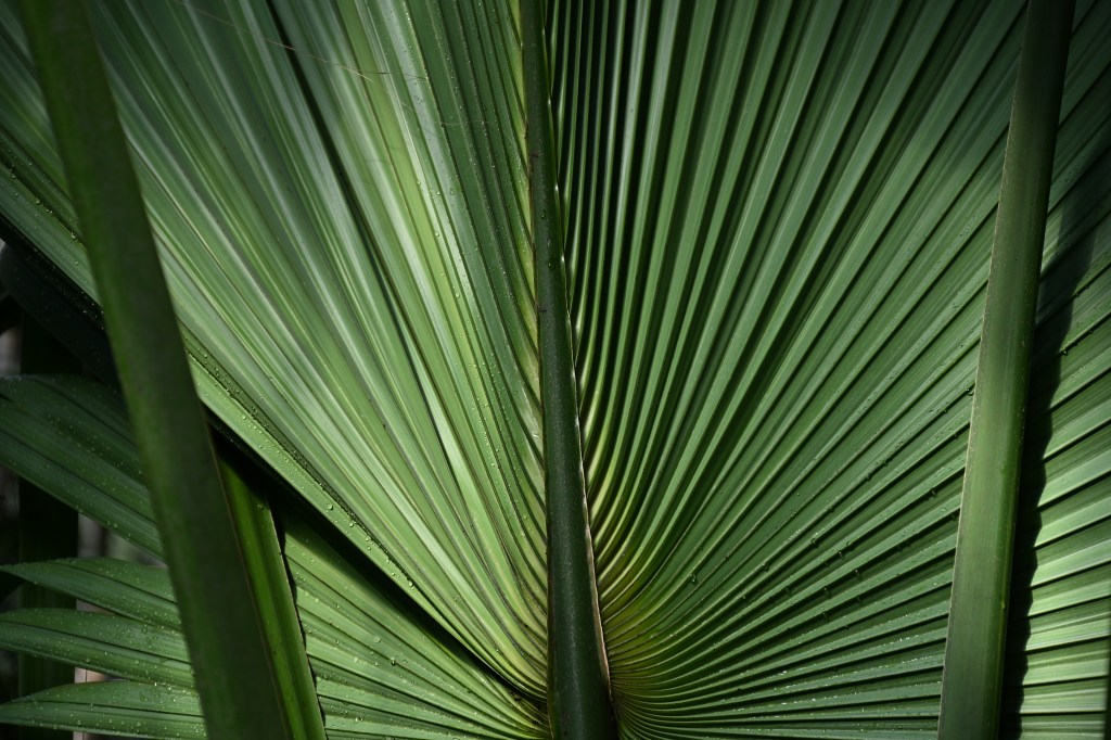 Nikon Zf foliage abstract image