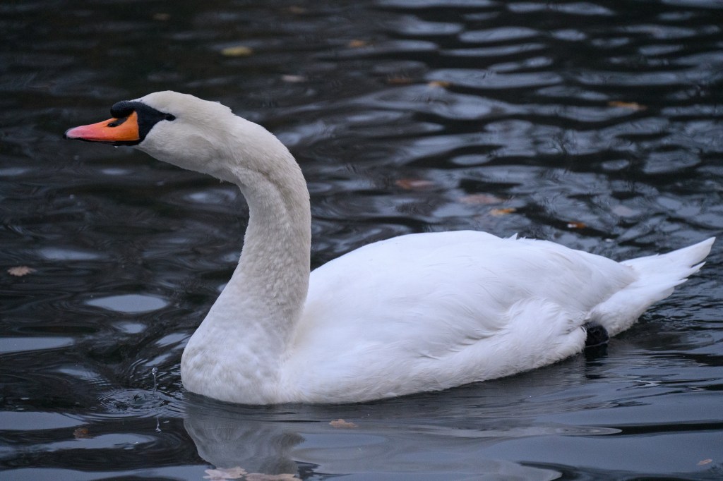 Nikon Zf swan sample image
