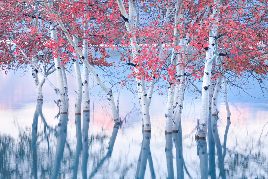 International Landscape Photograph of the Year 2023landscape, red leaved birch trees reflected in water, 