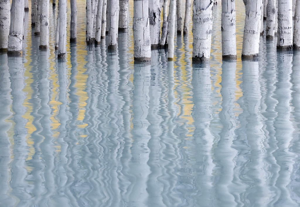 International Landscape Photographer of the Year 2023, second place, abstract image of birch trees reflected in water