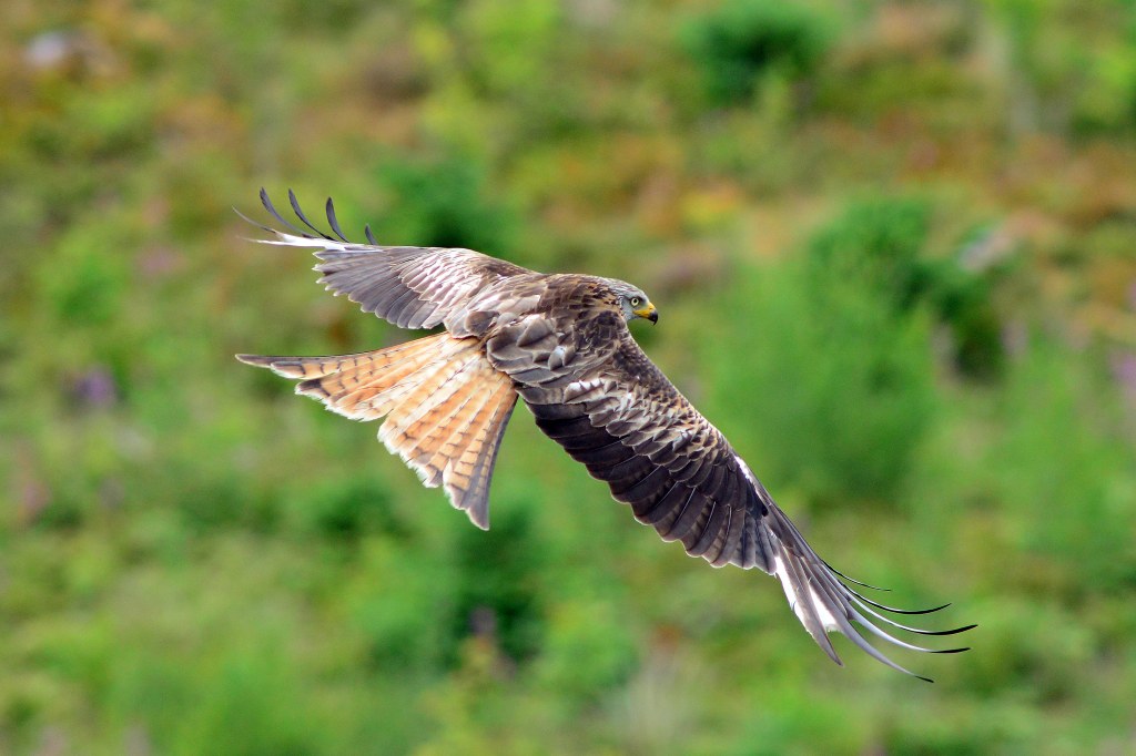 Nikon D800 sample image, a Red Kite in the Cambrian Mountains