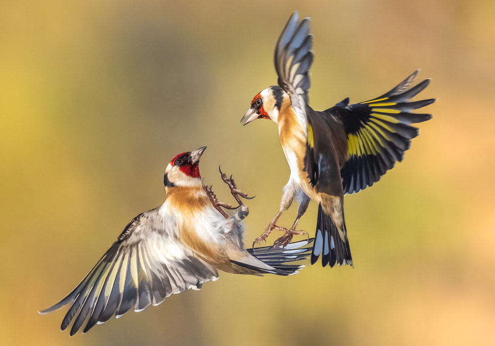 Andrew Fusek Peters rainbow effect wings, goldfinches fighting