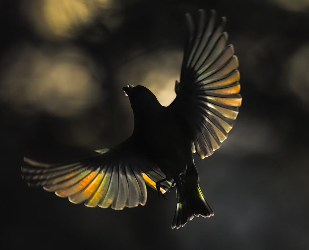Andrew Fusek Peters rainbow wings, greenfinch