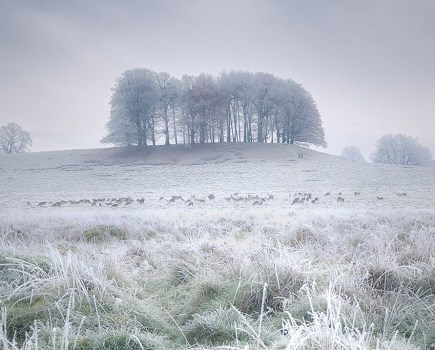 Petworth Deer Park in West Sussex, on a very cold December’s morning giles smith iphone 12 pro max photo