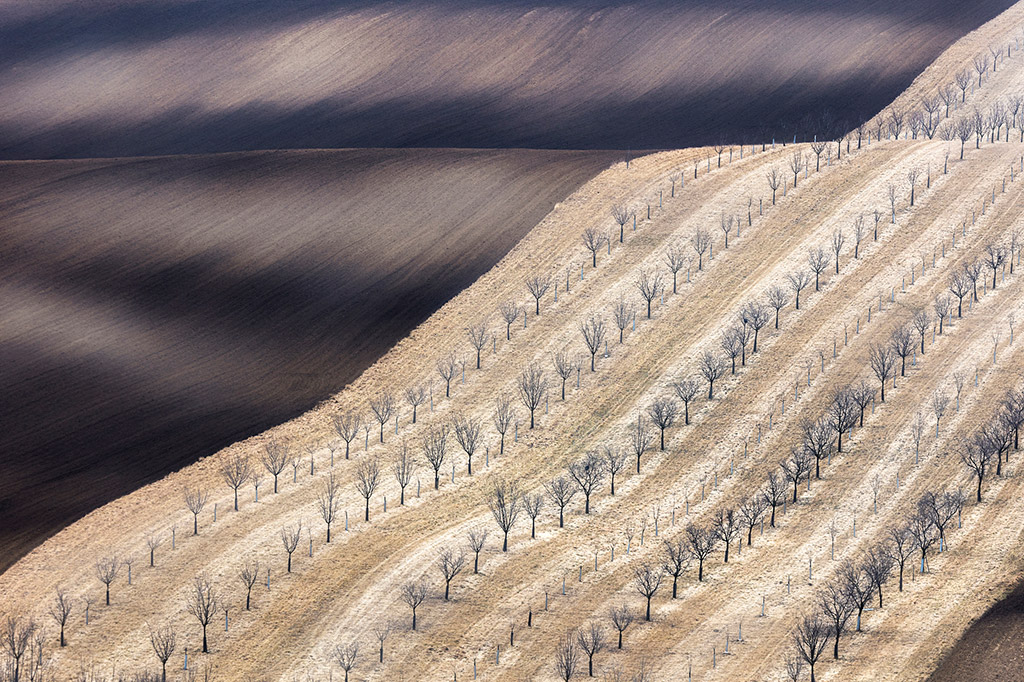 South Moravia, near Kyov, Czech Republic (Czechia) In early spring, the soil is still too cold for growth. An interesting pattern occured while a new orchard was planted on the slope of the hill, making the scene very abstract.