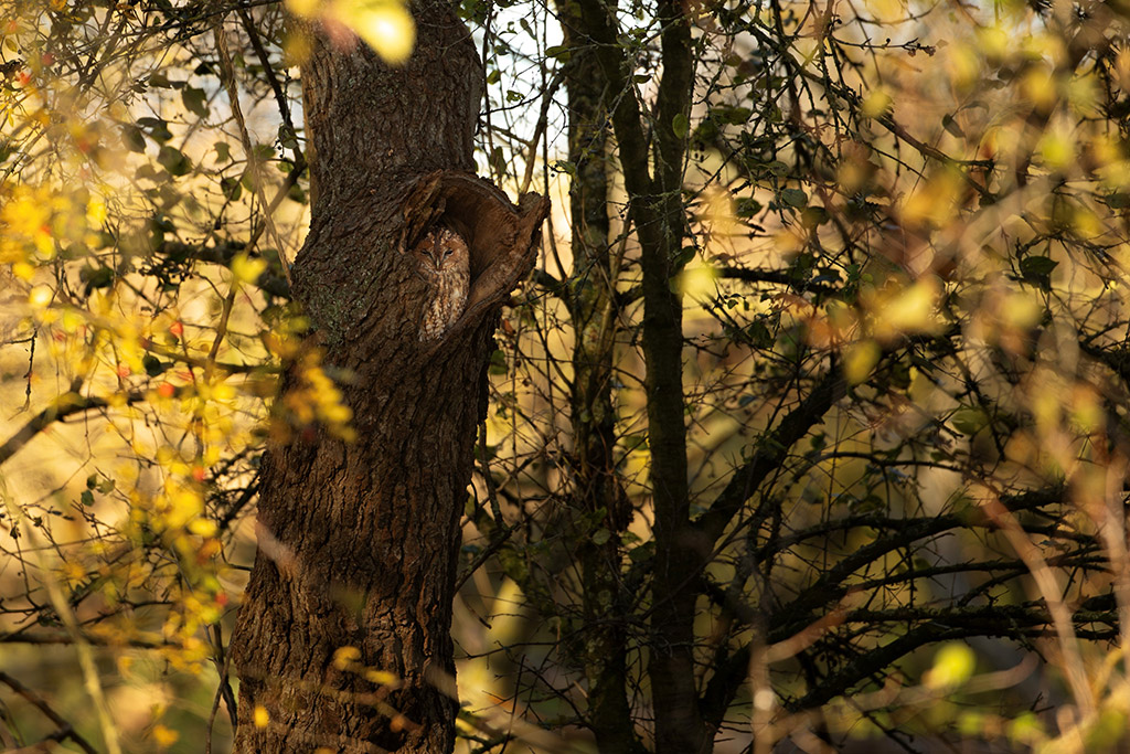 owl sat in tree trunk surrounded by autumnal leaves ap picture of the week week1