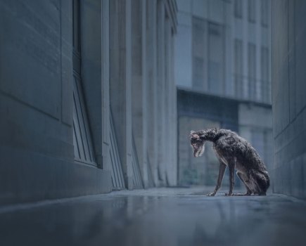Photographer tells story behind this award-winning 'abandoned' dog photo