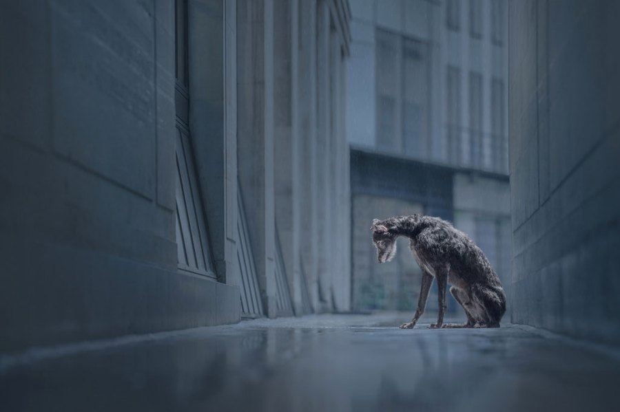 Photographer tells story behind this award-winning 'abandoned' dog photo