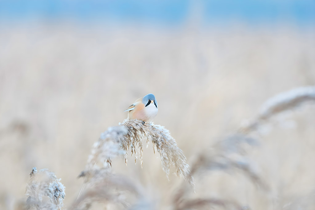 Norfolk Wildlife Trust’s Hickling Broad Nature Reserve. Bearded reedling