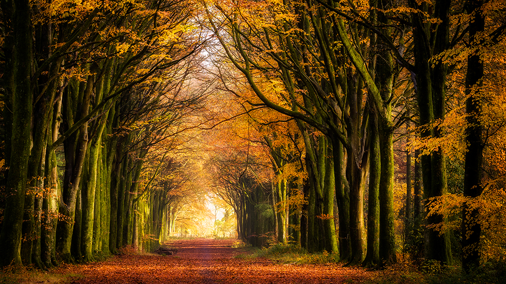 Leica M11 sample image: A line of autumn trees alongside a road