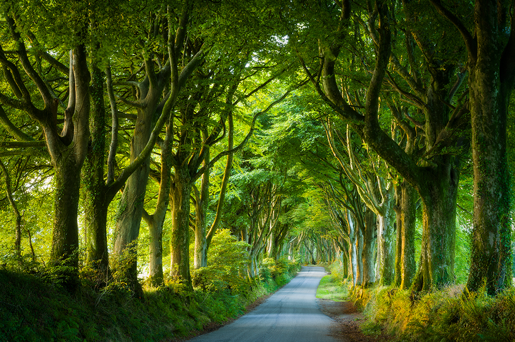 Leica M11 sample image: lush green trees on both sides of a narrow road