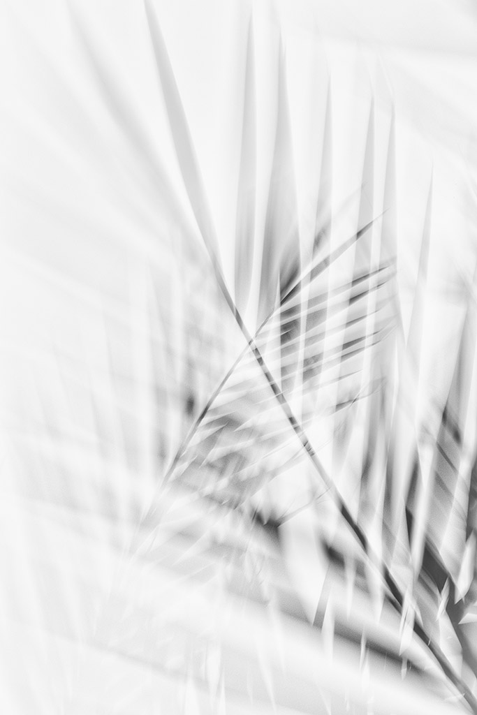 ICM photography (intentional camera movement). This image was taken in a palm tree oasis in the Draa Valley. It merges ICM with double exposure to mimic palm leaves overlapping in the wind