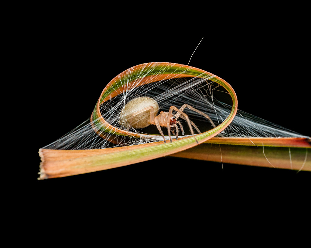sac spider making a web around a plant leaf