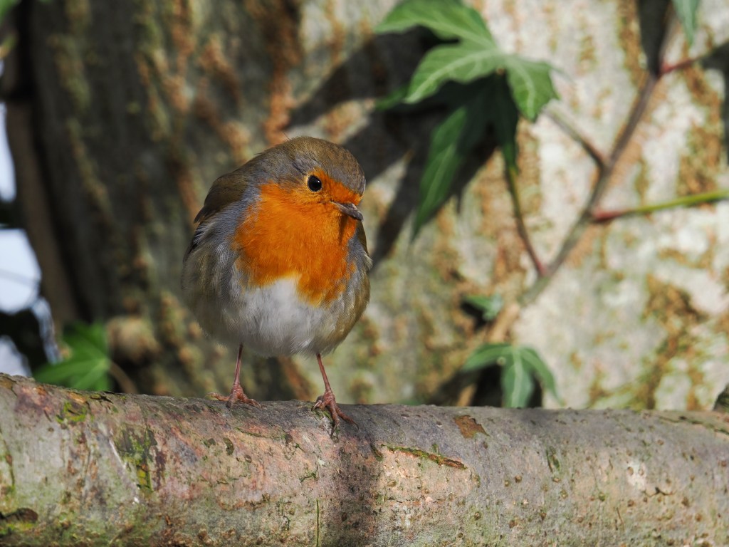 European Robin photographed with the OM 150-600mm lens at 548mm (1098mm equivalent) handheld. Photo Joshua Waller