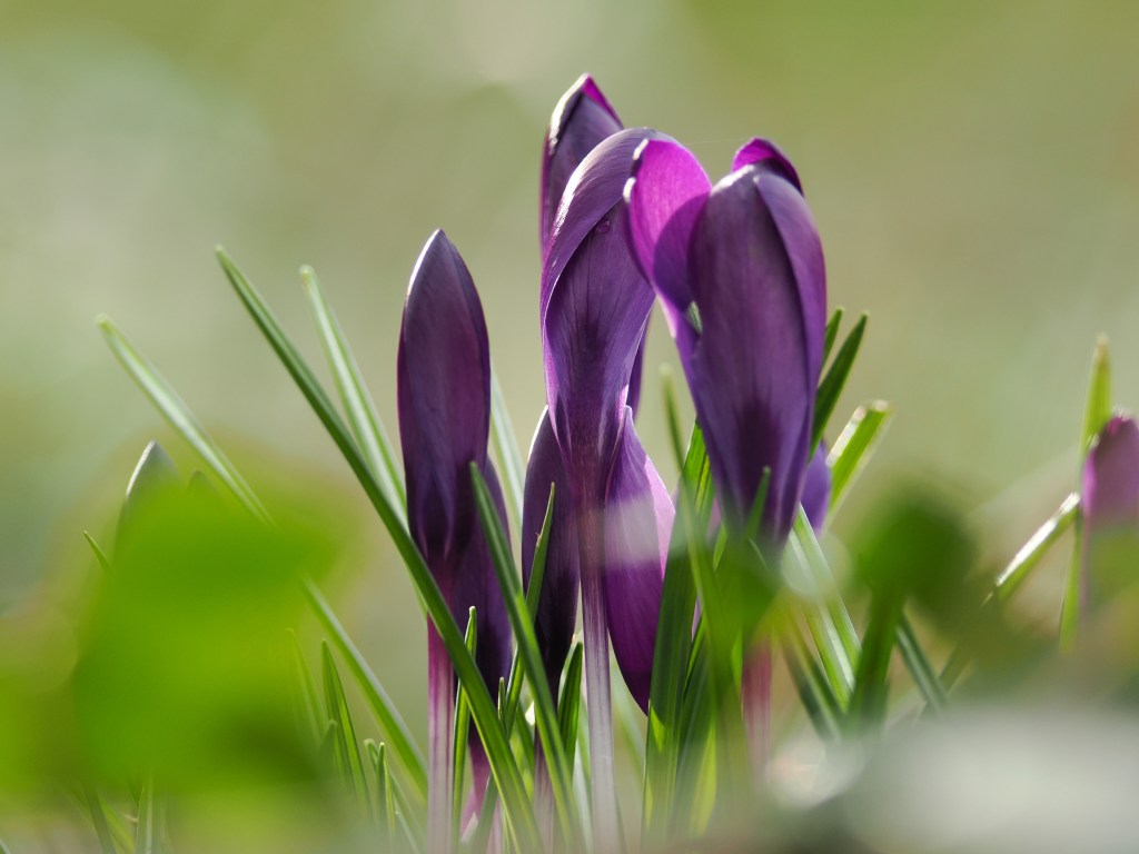 Purple Crocuses taken with the OM 150-600mm lens and the OM-1 II. Photo Joshua Waller