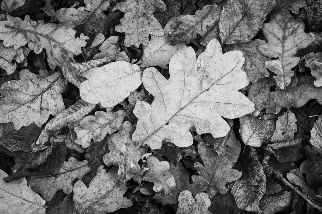 Panasonic Lumix S 100mm F2.8 Macro autumn leaves sample image